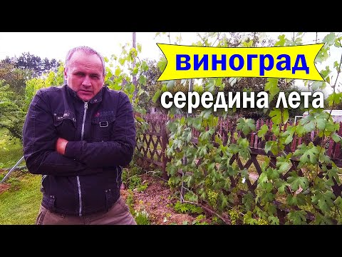 Видео: 🔴🔴ДУБАК. Виноград Холодным Летом. Чего ждать и как исправить ситуацию.