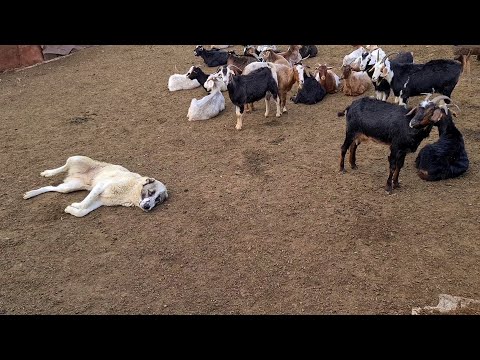 Видео: настоящие Алабаи район Кёйне Кесир!