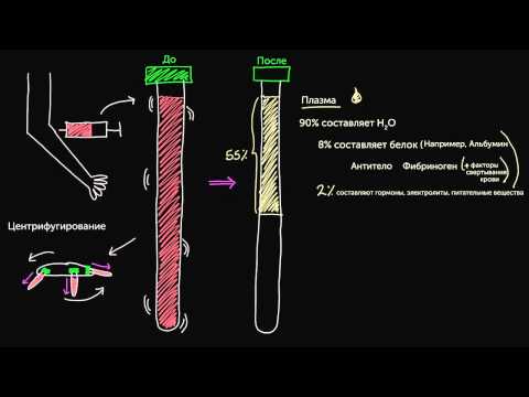 Видео: Из чего состоит кровь