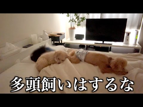 Видео: Жизнь с двумя собаками мешала мужчине спать.