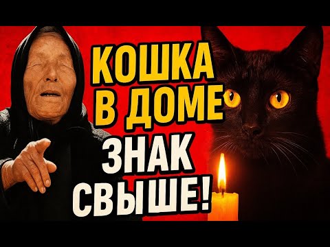 Видео: Ванга предупреждала кошка в доме — знак свыше!