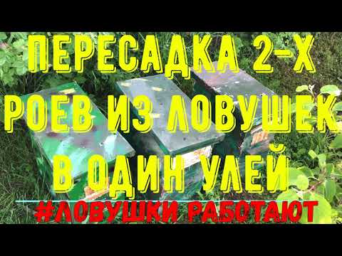 Видео: Пересадка и объединение 2-х роев из ловушек в один улей.