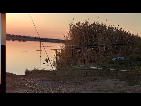 Видео: Лучшая прикормка для Метод флэт Фидер  Dynamite Baits VS Sonubaits(Битва Метод Прикормок)
