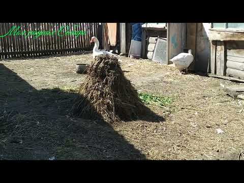 Видео: Люблю всех гусей, а Гошу жальче всех.