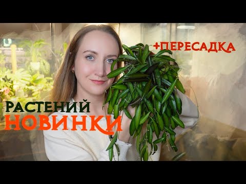 Видео: НОВИНКИ растений |  Первые покупки ВЕСНА 2024 |  Плюс ПЕРЕСАДКА новинок 💚