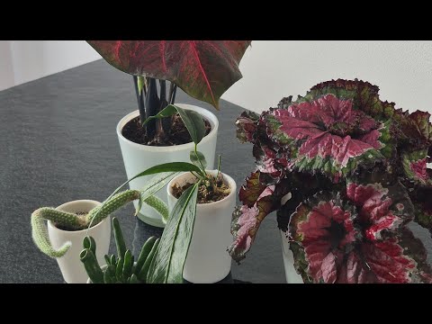 Видео: Мои новые ЗЕЛЁНЫЕ РАСТЕНИЯ - алаказии, антуриум, маранта и пару суккулентов.