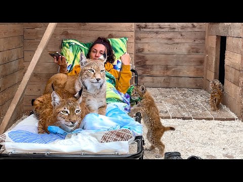 Видео: Реакция РЫСЕЙ С КОТЯТАМИ на раскладушку / Как отдохнуть в рысинной компании