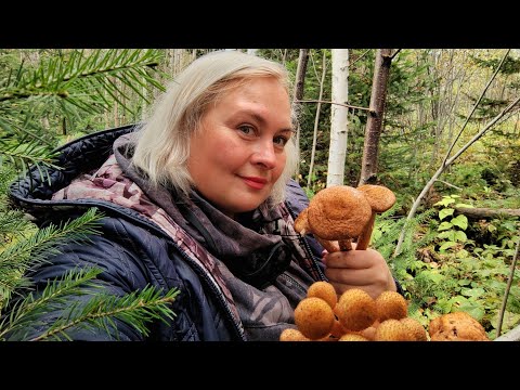 Видео: УРА, осенние ОПЯТА в самом разгаре. Поехала одна в глубь сибирского леса за грибами! Опята в Томске!