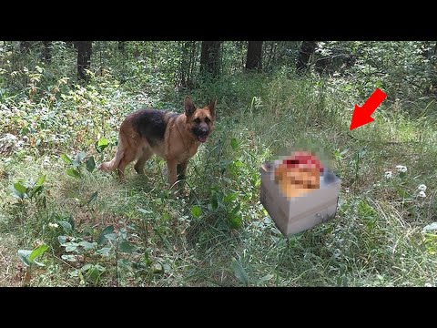 Видео: Собака привела хозяйку к коробке в лесу, и от содержимого женщина потеряла речь…