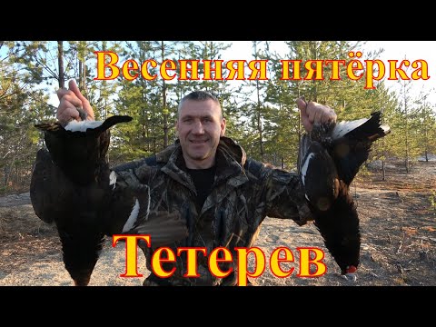 Видео: Весенняя пятёрка. Тетерев.