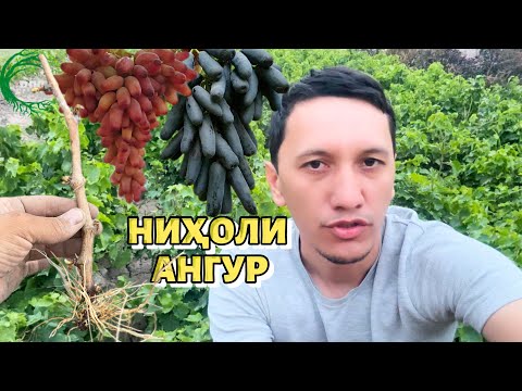 Видео: Ниҳоли ангурро дуруст интихоб кардан