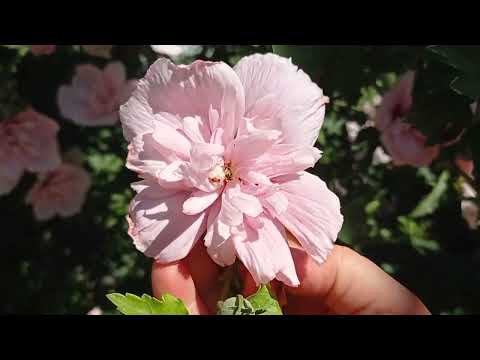 Видео: Сирийский махровый гибискус, цветение разных сортов.