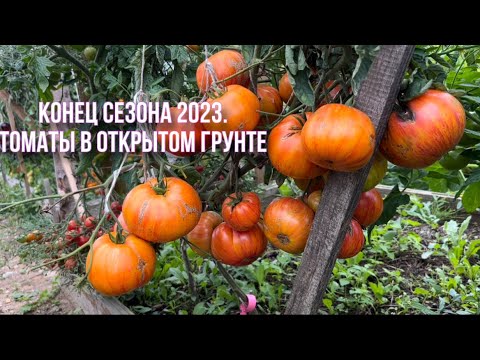 Видео: Обзор томатов в открытом грунте в конце сезона. 21.08.2023