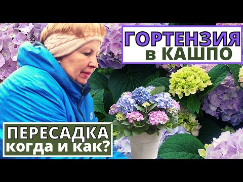 Видео: ГОРТЕНЗИЯ в кашпо. Когда можно пересаживать ГОРТЕНЗИЮ КРУПНОЛИСТНУЮ?