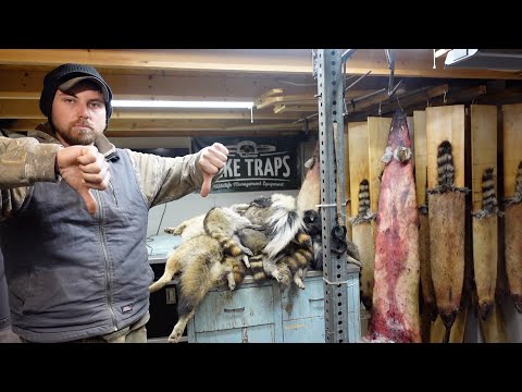 Видео: Почему я не говорю о приманке и приманке {отлов койота}