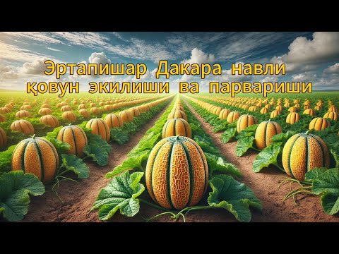Видео: ДАКАРА НАВЛИ ҚОВУН ЭКИЛИШИ ВА ПАРВАРИШЛАШИ ҲАҚИДА ТЎЛИҚ МАЛУМОТ 1-ҚИСМ