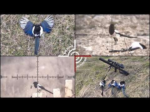 Видео: Стрельба по сорокам с помощью Лешего 2