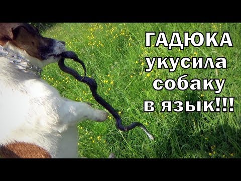 Видео: Гадюка укусила собаку в язык Вот что стало с собакой и гадюкой