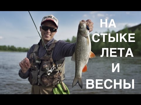 Видео: "Переходный" голавль.