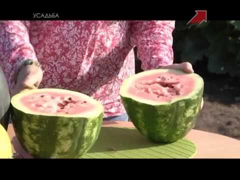 Видео: Лучки Пучки.  Серия 273.  Арбузы в открытом грунте