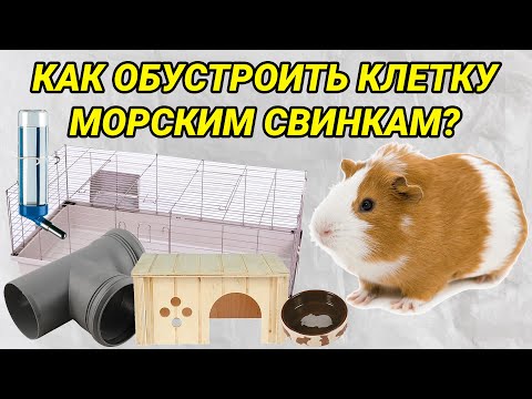 Видео: Как обустроить клетку морским свинкам? Обустройство клетки для морской свинки