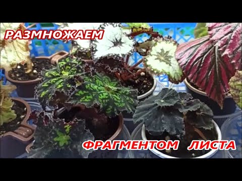 Видео: Быстрое РАЗМНОЖЕНИЕ ФРАГМЕНТОМ ЛИСТА 🌺 Декоративных БЕГОНИЙ