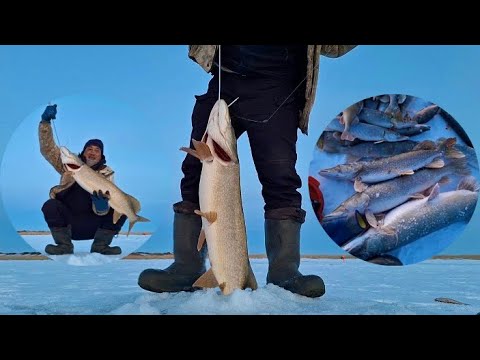 Видео: СУЛТАН КЕЛЬДЫ!!! МОЩНАЯ РАЗДАЧА!! 30.11.2024г