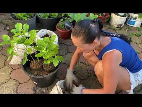 Видео: Посадка крупнолистной гортензии Грунт для гортензии