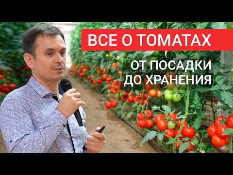 Видео: Как выращивать томаты? От посева семян до хранения плодов!