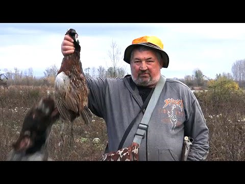 Видео: Лов на Фазан с ЛРД ''Звъничево''_digitalstudiobg