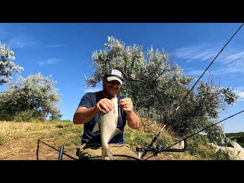 Видео: Оттянулся на фидер по лещу. Специи и длинный поводок рулят. Бердянское водохранилище. 20 06 2024