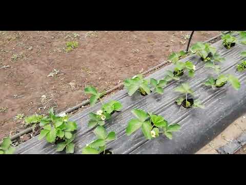 Видео: это важно знать, кальций нужен всем🍓🍇🍒🍎