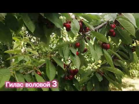 Видео: Гилас воловой 3 // Кандай Чандаштыруу