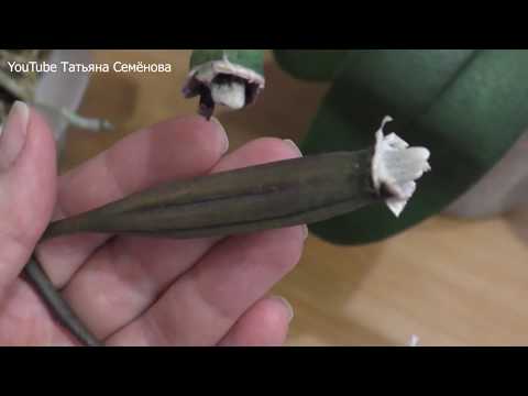 Видео: Фаленопсис.  От опыления прошло 5 месяцев.  Обзор.
