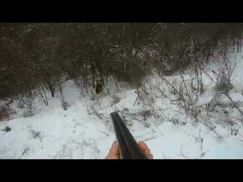 Видео: Матёрый лисовин. Охота с эстонской гончей.