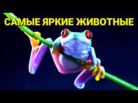 Видео: Почему они так яркие? Секреты многоцветных животных!