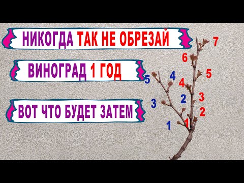 Видео: 🍇 НЕ ДОПУСКАЙ ЭТУ ОШИБКУ. Никогда ТАК не обрезай осенью виноград 1 год. Обрезка на обратный РОСТ.