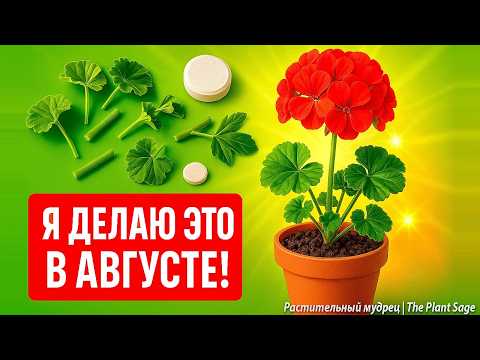 Видео: ДАЙ ЭТО ГЕРАНИ В АВГУСТЕ - И ЗАЦВЕТЁТ ДАЖЕ СЛАБАЯ 🌿 Подкормка, обрезка, черенкование пеларгонии
