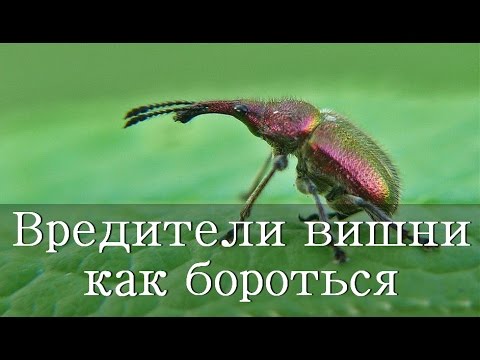 Видео: ВРЕДИТЕЛИ ВИШНИ