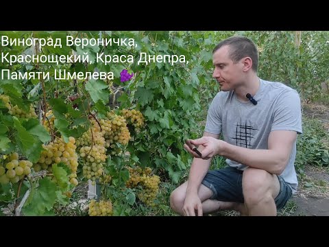 Видео: Виноград Вероничка, Краснощекий, Краса Днепра, Памяти Шмелева