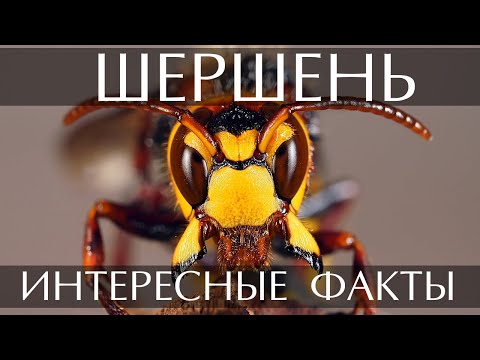 Видео: Шершень - интересные факты