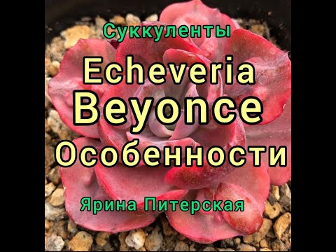 Видео: Echeveria Beyonce.  Особенности вида.