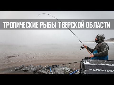 Видео: Зимний фидер. Мороз - 10, а мы ловим ТИЛАПИЮ! г.Удомля, Тверская обл