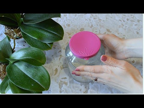 Видео: В ТРЕНДЕ - ЧЕСНОК! ЧЕСНОЧНАЯ ВОДА ДЛЯ ОРХИДЕЙ! ПОЛИВ ОРХИДЕЙ ЧЕСНОЧНОЙ ВОДОЙ! #1