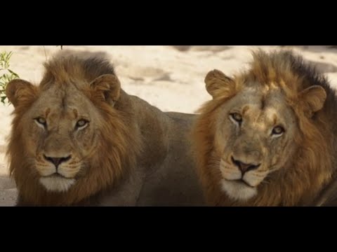 Видео: История самцов Селати / Львы, которые убили Мистера Ти из коалиции Мапого / Перевод на русский