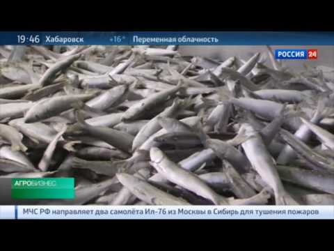 Видео: Рыбная промышленность Калининграда