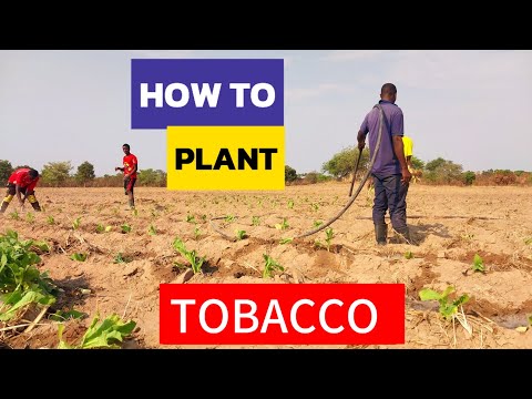 Видео: Как сажать ТАБАК 🪴 | Малое фермерство