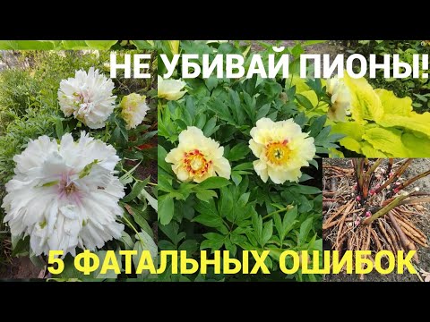 Видео: Как правильно делить и сажать пионы осенью