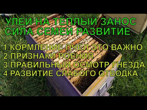 Видео: КОРМЛЕНИЕ ПЧЁЛ ЭТО ВАЖНО ПРИЗНАКИ РОЕНИЯ СИЛА СЕМЕЙ НА ТЁПЛЫЙ ЗАНОС ПРАВИЛЬНОСТЬ ОСМОТРА ГНЕЗДА ✅☝️🐝
