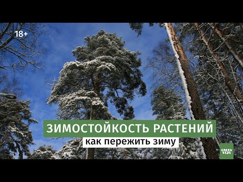 Видео: А ваши растения выживут этой зимой? Морозостойкость